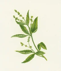 Mercuriale vivace, Mercurialis Perennis